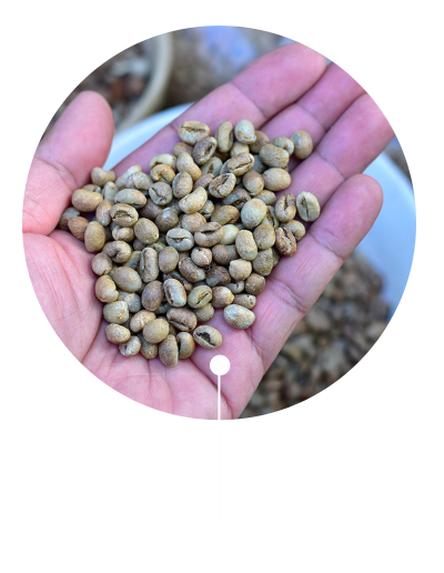 PEABERRY-04